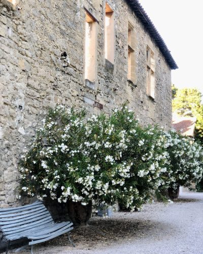 laurier blanc ruines banc blanche fleur